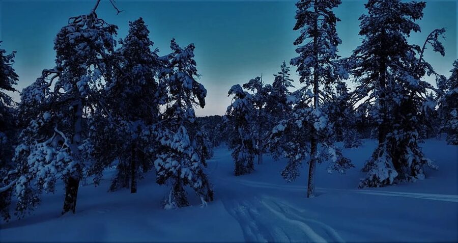 Rovaniemi: Aurora Hunting Tour in the Forest with Hot Drinks - Key points at a glance