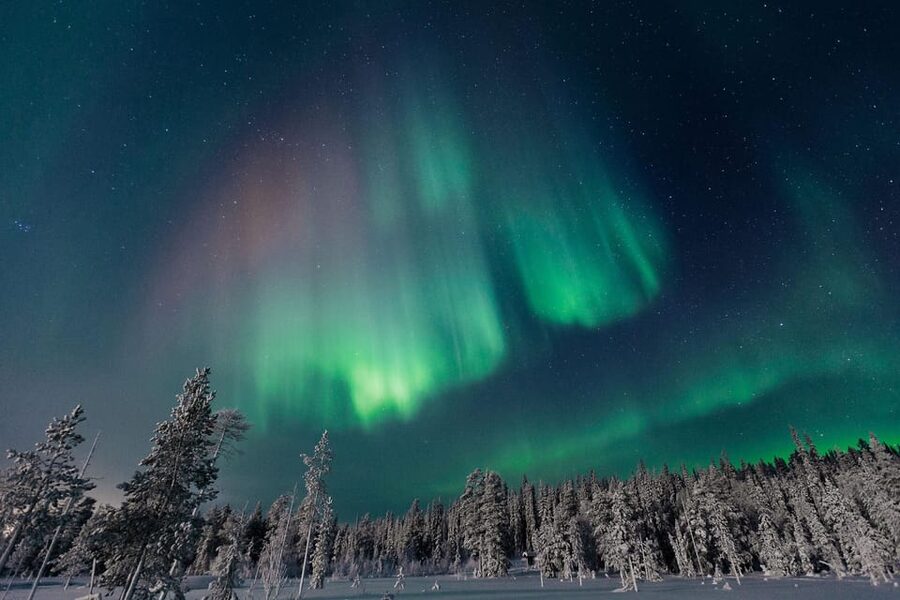 Rovaniemi: Aurora Hunting Tour in the Forest with Hot Drinks - The ride into the nocturnal forest