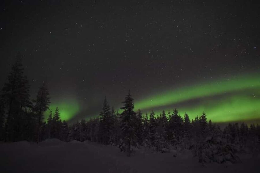 Rovaniemi: Aurora Husky Safari Through the Forest - Key things to know before you book