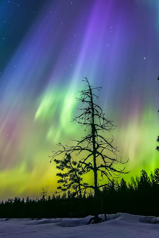 Rovaniemi: Ice Floating in Forest Lake with Aurora Borealis - Who should book this unusual Rovaniemi activity?