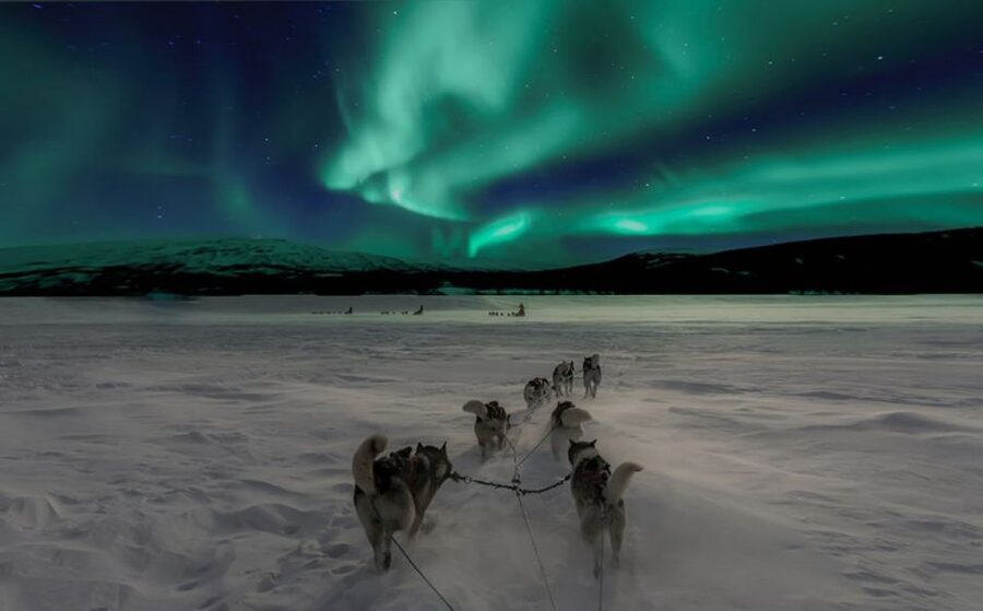Rovaniemi: Northern Lights and Husky Sleigh Ride - The evening begins with the dogs