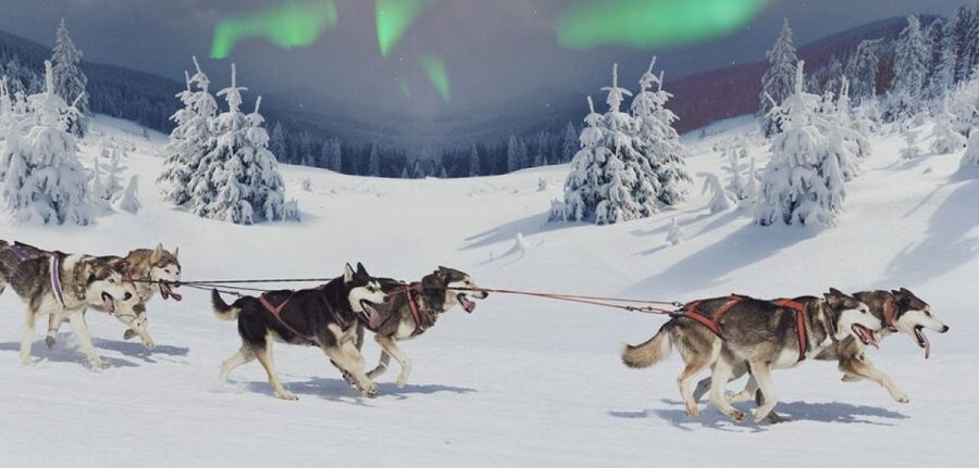 Rovaniemi: Northern Lights and Husky Sleigh Ride - Searching for the aurora after the ride