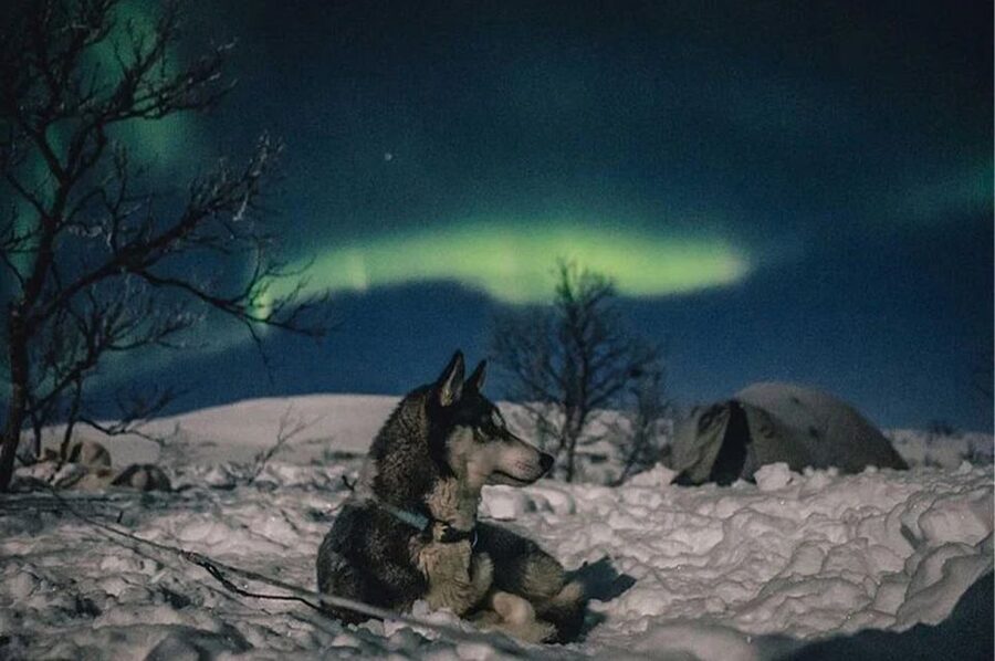 Rovaniemi: Northern Lights and Husky Sleigh Ride - Who should book this experience?