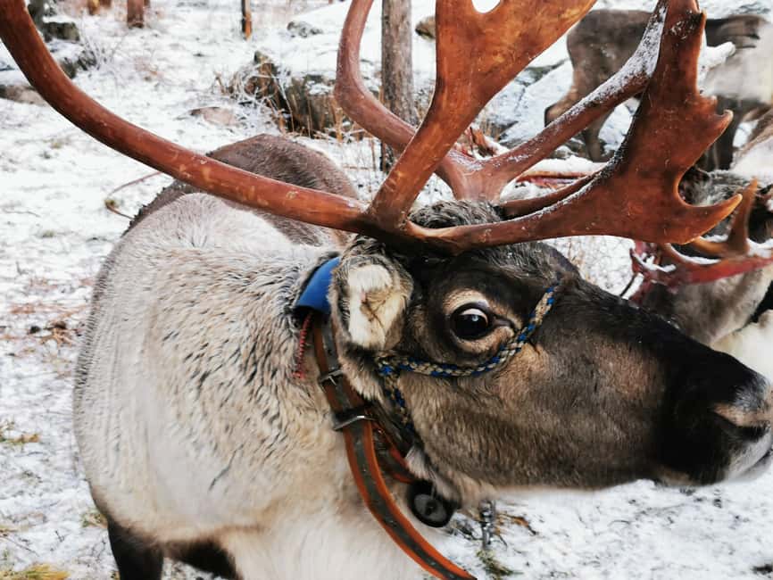 Rovaniemi: Santa's Reindeer and Husky Safari with Aurora BBQ - Key points at a glance