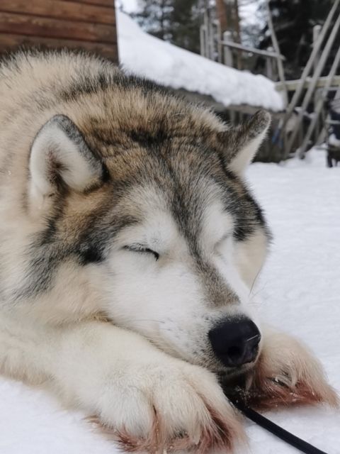 Rovaniemi: Santa's Reindeer and Husky Safari with Aurora BBQ - Who should book this experience