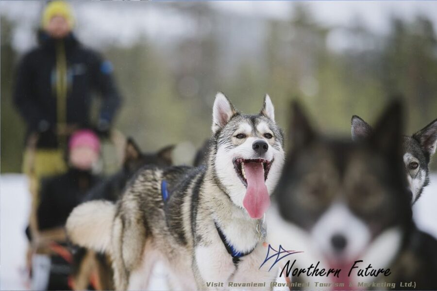 Rovaniemi: Santa's Reindeer and Husky Safari with Aurora BBQ - A full Lapland day split between animals and stars