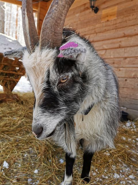 Rovaniemi: Santa's Reindeer and Husky Safari with Aurora BBQ - Meeting the reindeer near Santa Village