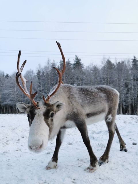 Rovaniemi: Santa's Reindeer and Husky Safari with Aurora BBQ - Santa Village and the useful midday break