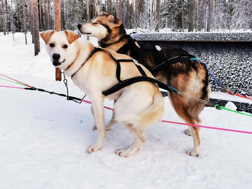 Rovaniemi: Santa's Reindeer and Husky Safari with Aurora BBQ - A warm kota, berry tea, sausages, and marshmallows