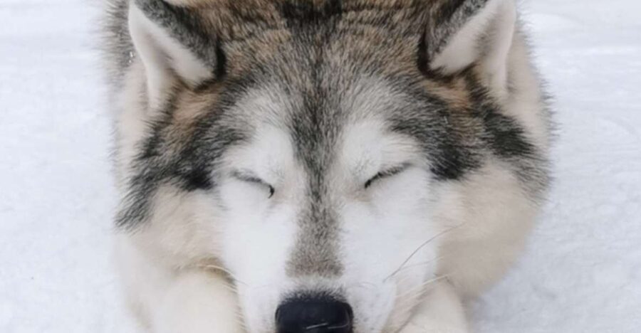 Rovaniemi: Santa's Reindeer and Husky Safari with Aurora BBQ - Guides, vehicles, and group size