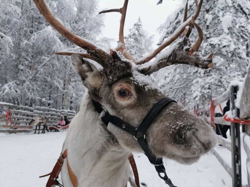 Rovaniemi: Santa's Reindeer and Husky Safari with Aurora BBQ - The husky ride: fast, noisy, and over quickly