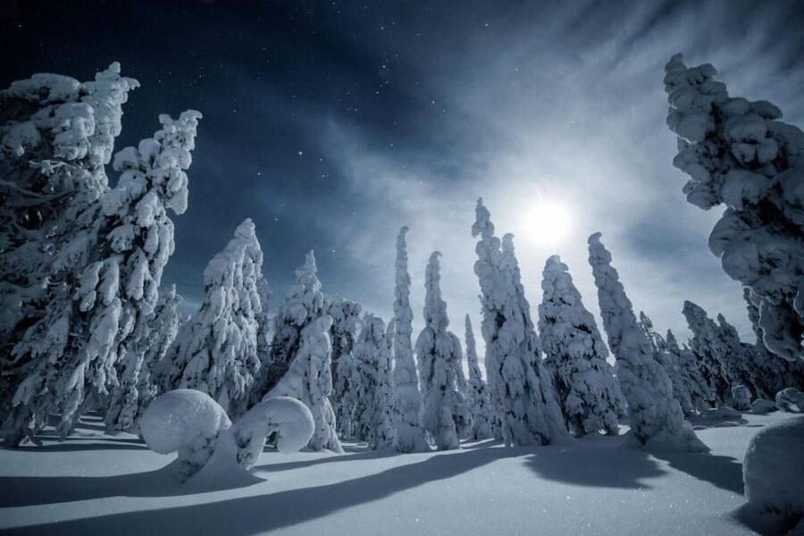 Rovaniemi: Snowy Forest Night Hike with Northern Lights - Entering the snowy forest after dark