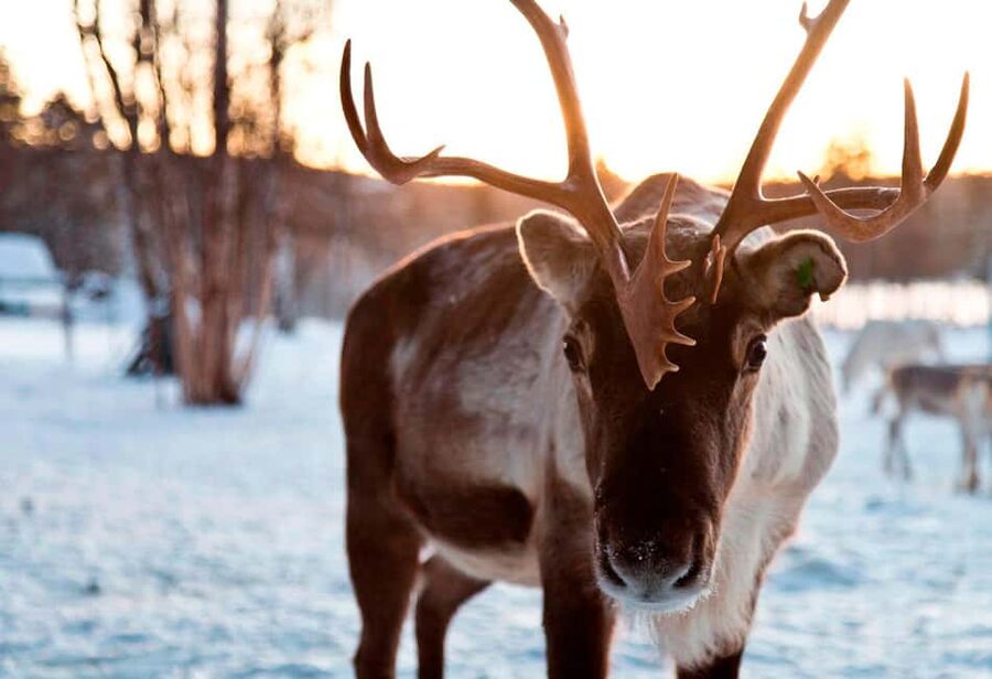 Saariselkä: Aurora Hunting & Reindeer Wilderness Experience - Reindeer at a traditional Lapland farm