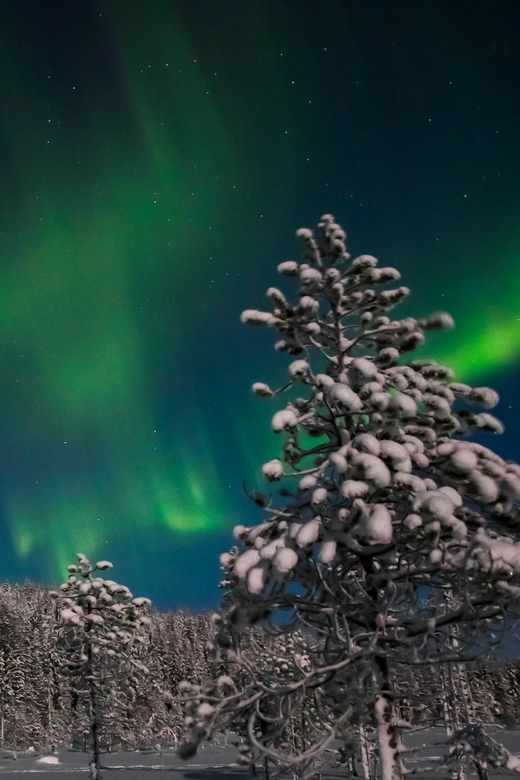 Saariselkä: Northern Lights Hunting Snowshoe Trip - Pickup, Timing, and the Small Details That Matter