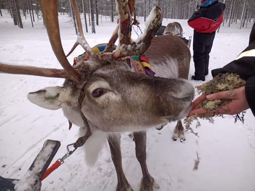 Saariselkä: Northern Lights & Reindeer Sledding Tour - The campfire stop in the middle of the forest