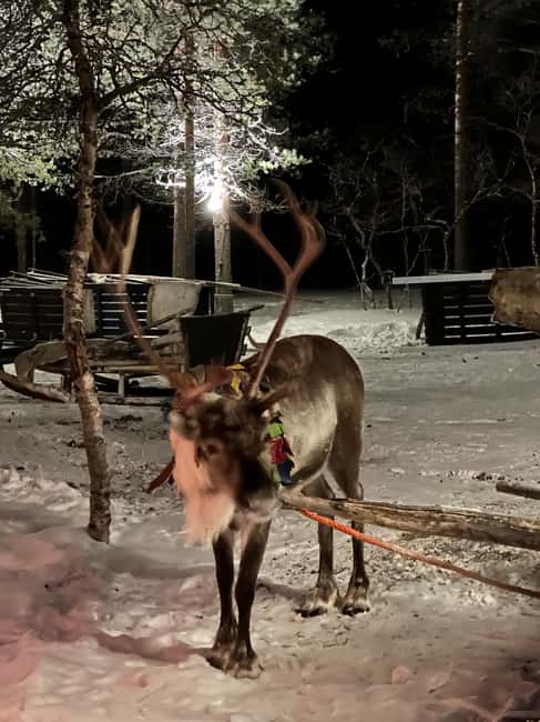 Saariselkä: Northern Lights & Reindeer Sledding Tour - A closer look at the timing and transfers
