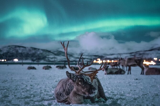 Sami Reindeer Camp Visit and Aurora Wonder Night - Leaving Tromsø beneath the Arctic Cathedral