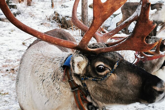 Santa's Reindeer & Husky Safari + Aurora BBQ in Rovaniemi - Quick points before you book
