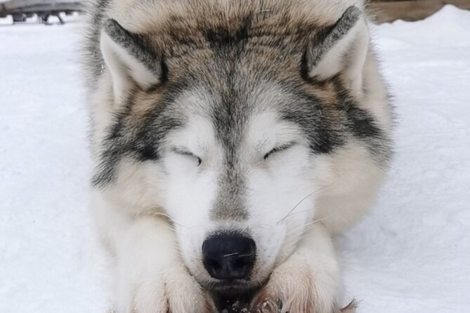 Santa's Reindeer & Husky Safari + Aurora BBQ in Rovaniemi - A big Arctic day, split into two very different parts