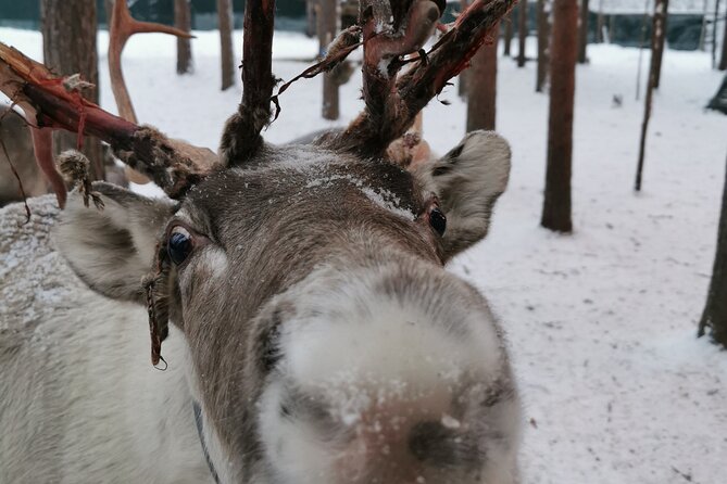 Santa's Reindeer & Husky Safari + Aurora BBQ in Rovaniemi - Reindeer at Santa Claus Village
