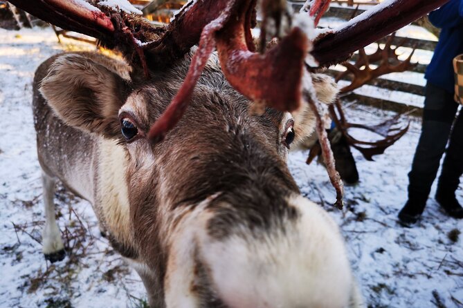 Santa's Reindeer & Husky Safari + Aurora BBQ in Rovaniemi - The afternoon break needs a plan