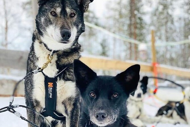 Santa's Reindeer & Husky Safari + Aurora BBQ in Rovaniemi - Two aurora stops, with no promise of lights
