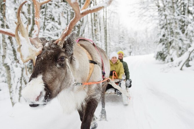Santa's Reindeer & Husky Safari + Aurora BBQ in Rovaniemi - The husky ride: fast, exciting, and brief