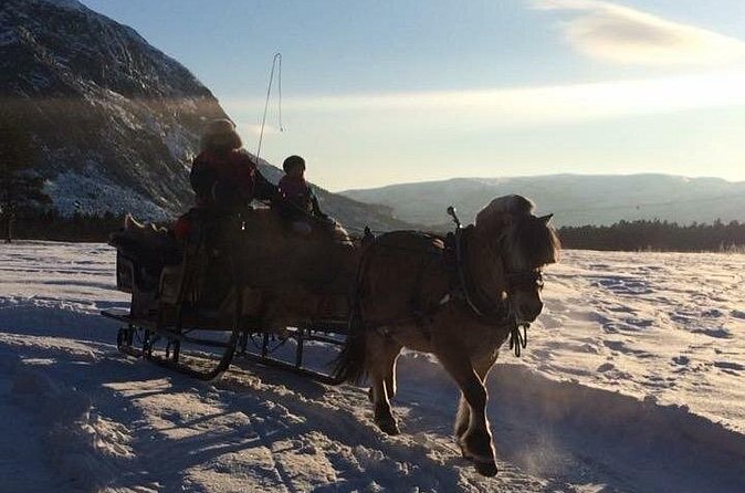 Sleigh ride Under The Northern Lights - Watching stars and Northern Lights from the river
