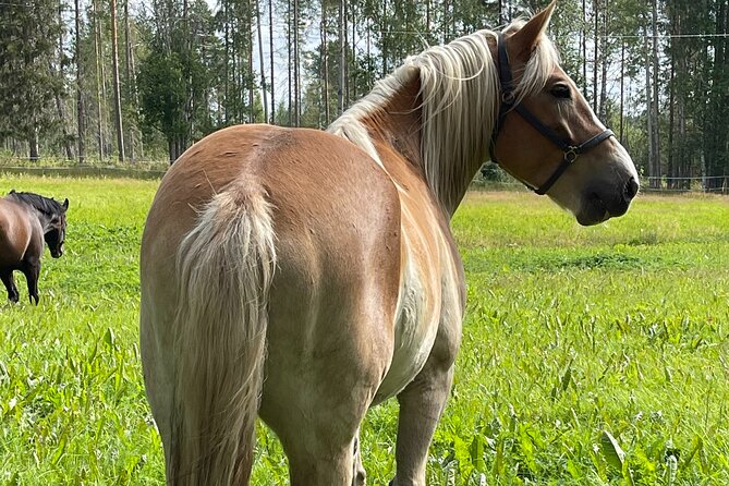 Tour to Aurora Horses Farm with Charming Finnhorses - Meeting a Finnhorse near Santa Claus Village