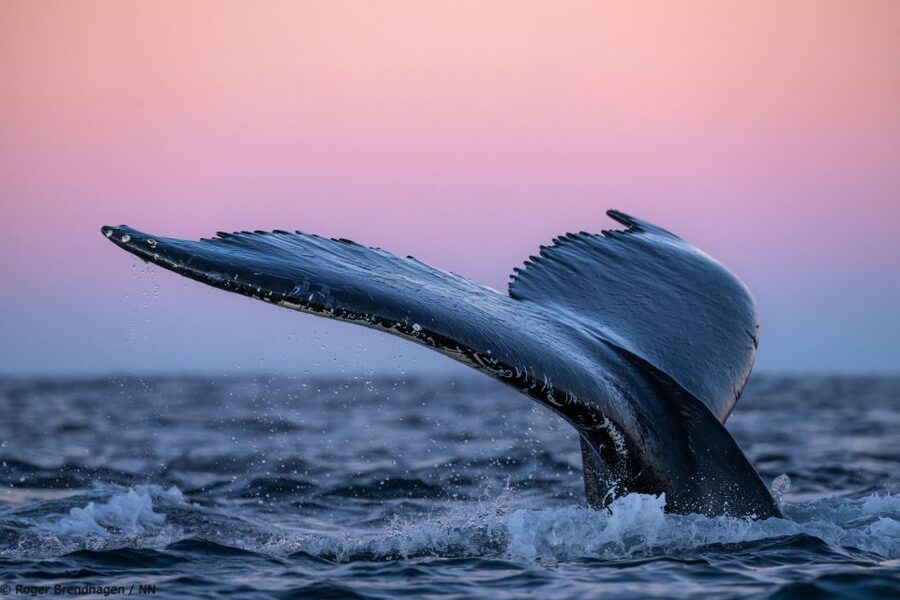 Tromsø: 24hr Northern Lights & Whale Watching Cruise - Morning near Skjervøy and the inner fjords