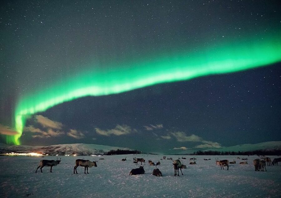 Tromsø: Reindeer Camp Dinner with Chance of Northern Lights - A dark-sky evening beyond Tromsø