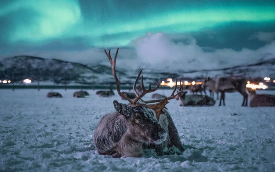 Tromsø: Reindeer Camp Dinner with Chance of Northern Lights - Warm up in the lavvu