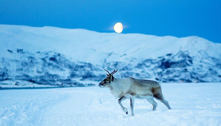 Tromsø: Reindeer Camp Dinner with Chance of Northern Lights - Small practical details that make the difference