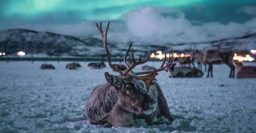 Tromsø: Reindeer Sled, Dinner, and Chance of Northern Lights - From Tromsø harbor to a Sami reindeer camp
