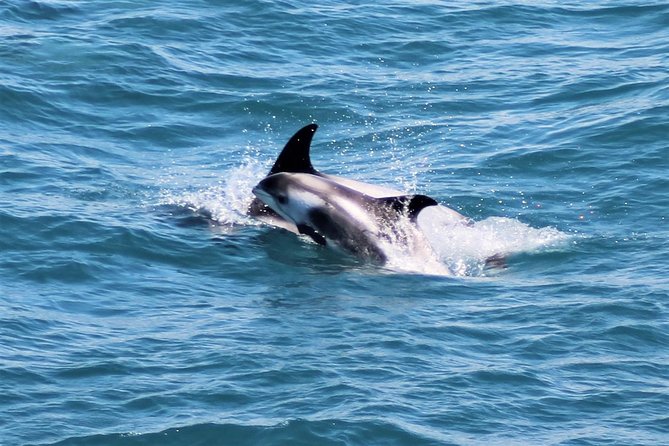 Whale Watching and Northern Lights Half-Day Combo Tour - The three to four hour break