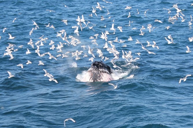Whale Watching and Northern Lights Half-Day Combo Tour - The evening search for northern lights