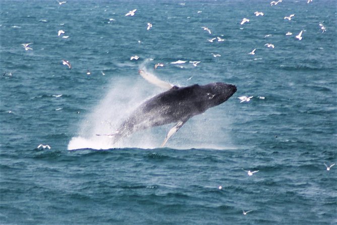 Whale Watching and Northern Lights Half-Day Combo Tour - What happens if weather cancels one part