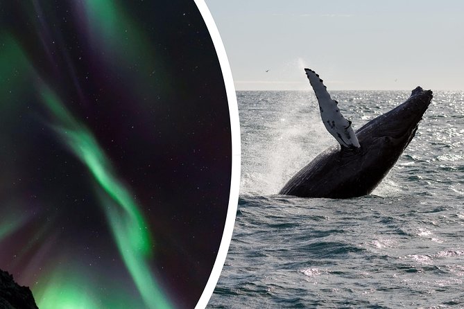 Whale Watching and Northern Lights Half-Day Combo Tour - Is $176 a good value?