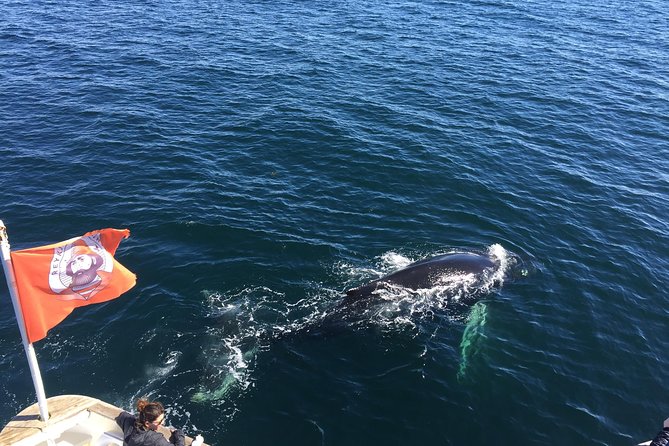 Whale Watching and Northern Lights Half-Day Combo Tour - The daytime whale cruise