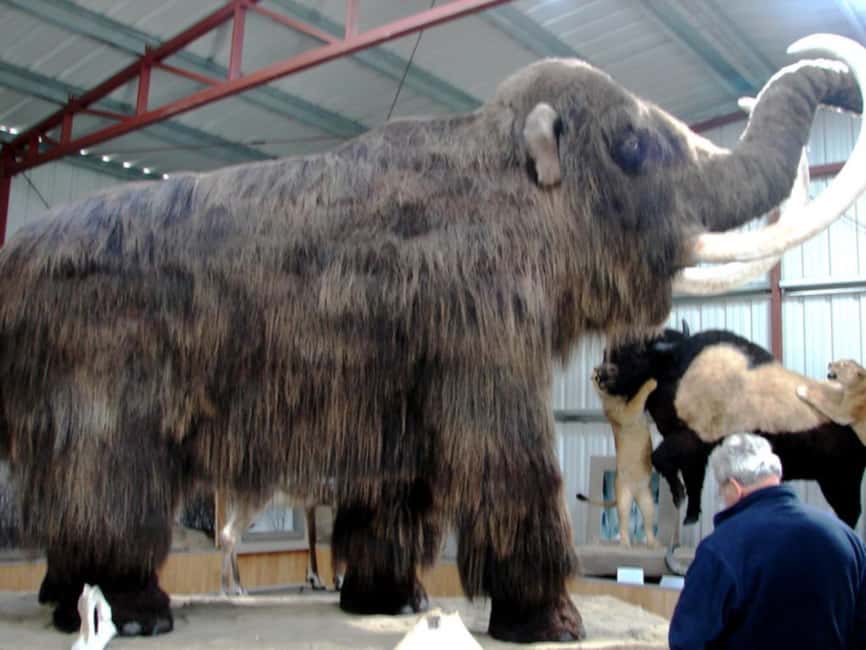 Whitehorse: Aurora Viewing with Wild Adventure Yukon - Carcross wildlife museum: a strong surprise stop