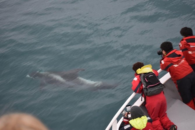 Winter Whale Watching and Northern Lights Cruise from Reykjavik - Key points to know before you book
