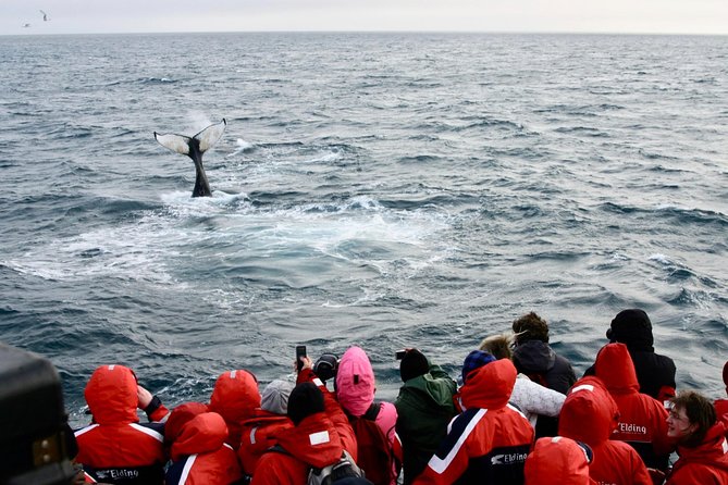 Winter Whale Watching and Northern Lights Cruise from Reykjavik - Returning after dark for the aurora