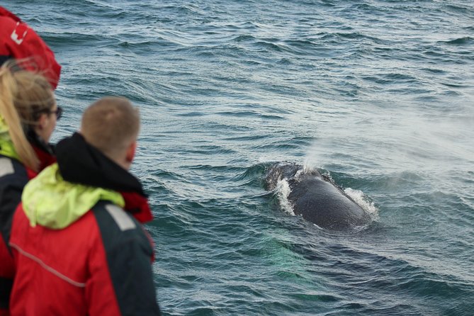 Winter Whale Watching and Northern Lights Cruise from Reykjavik - The gap between cruises needs planning