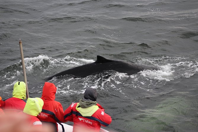 Winter Whale Watching and Northern Lights Cruise from Reykjavik - Booking, cancellations, and practical details
